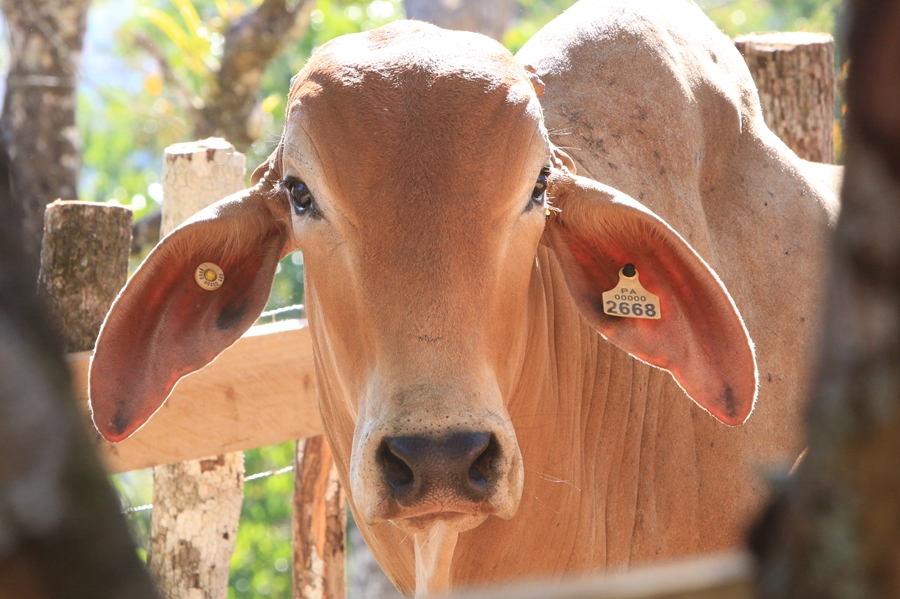 Registro de establecimiento, identificación y movilización de ganado bovino es obligatoria