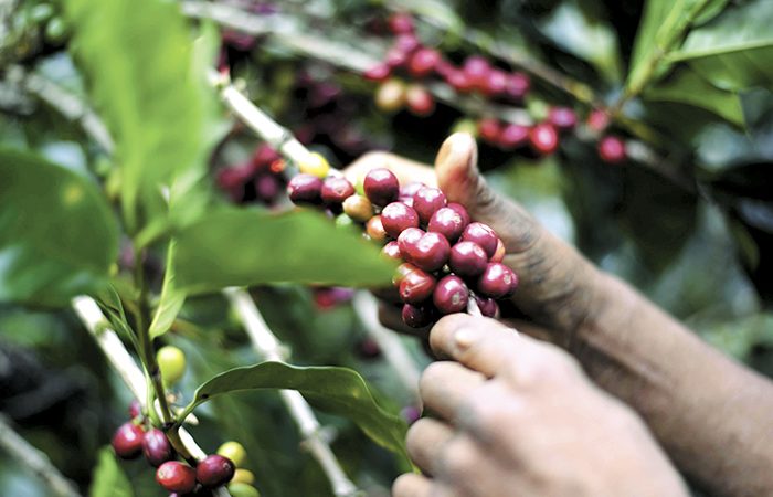 Aumentará producción y exportación de café