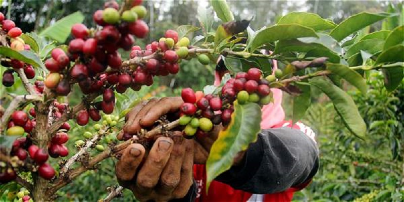Ejército de Nicaragua se reune con productores de café de Estelí, Madriz y Nueva Segovia Managua. Radio La Primerísima.