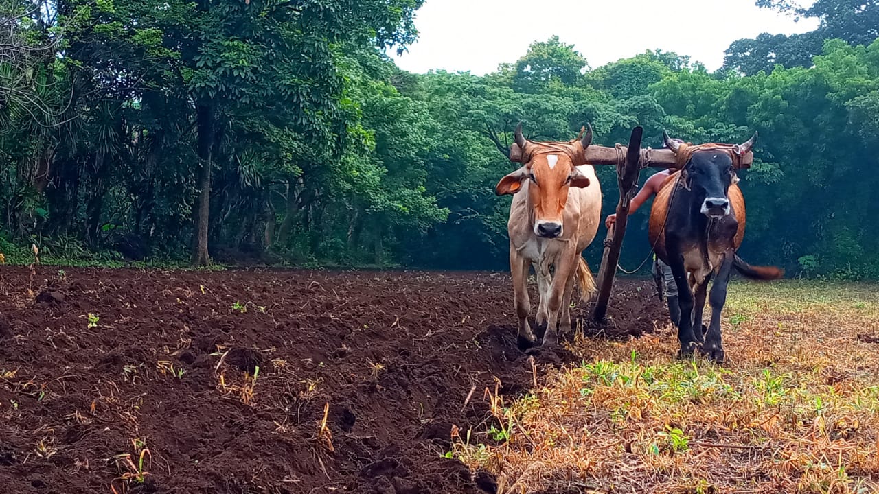 Productores de Carazo esperan buena cosecha de postrera Managua. Por Manuel Aguilar/Radio La Primerísima