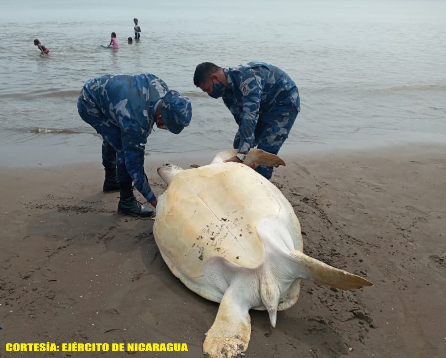 Fuerza Naval ocupa y libera tortugas verdes en Laguna de Perlas Managua. Radio La Primerísima.