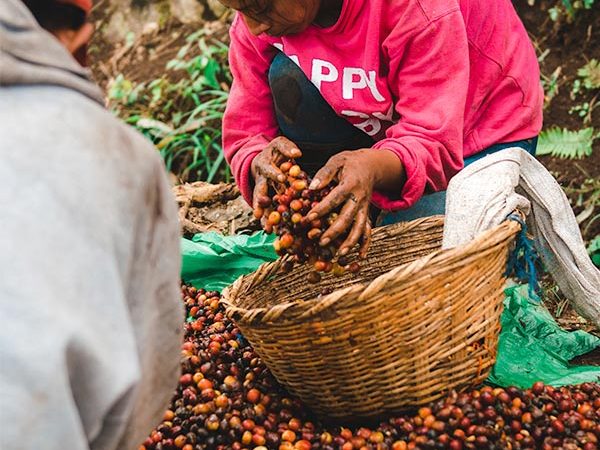 Contratan a cinco mil cortadores de café en El Tuma-La Dalia Managua. Por Jaime Mejía/Radio La Primerísima