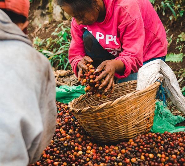 Contratan a cinco mil cortadores de café en El Tuma-La Dalia Managua. Por Jaime Mejía/Radio La Primerísima