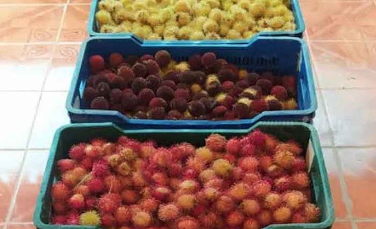 Feria de frutas exóticas en la ciudad de Bilwi Managua. Radio La Primerísima