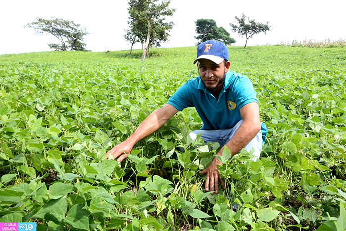 Productores fortalecen conocimientos para cultivo de frijol Managua. Radio La Primerísima