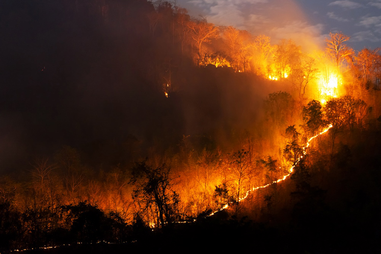 Incendios arrasan bosques en Bolivia La Paz. Prensa Latina