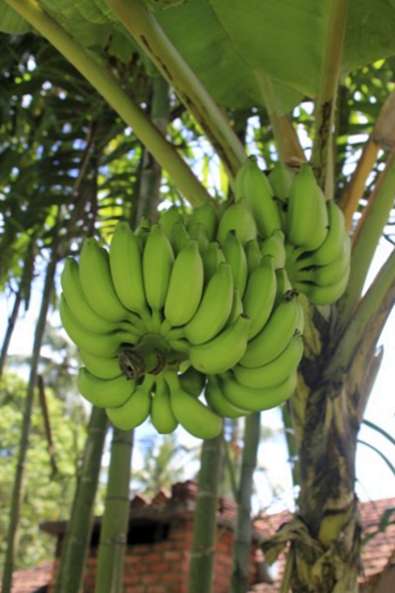Exportaciones de plátano generan 40 millones de dólares Managua. Radio La Primerísima