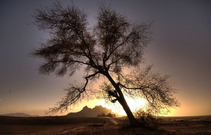 Descubren más de 1,000 millones de árboles en el desierto del Sahara Ciudad de México. Agencias