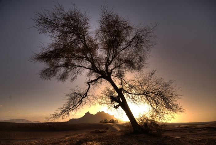 Descubren más de 1,000 millones de árboles en el desierto del Sahara Ciudad de México. Agencias