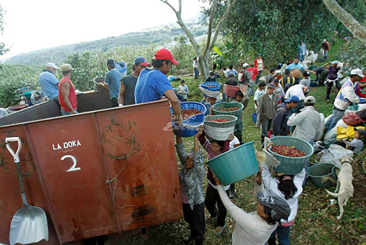 Costa Rica autoriza ingreso de nicas para levantar cosecha de café Managua. Radio La Primerísima
