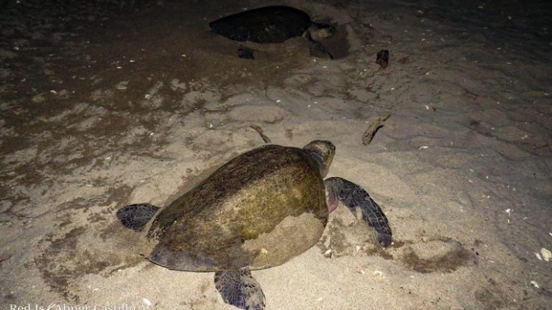 Llegan tortugas paslama al refugio de vida silvestre La Flor Managua. Radio La Primerísima