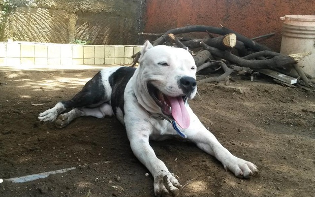 Perro pitbull mata a su dueña de 60 años en Diriamba Managua. Radio La Primerísima