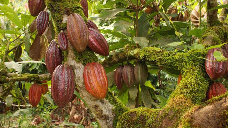 Prevén crecimiento de 6.8% en la producción del cacao Managua, Radio La Primerísima