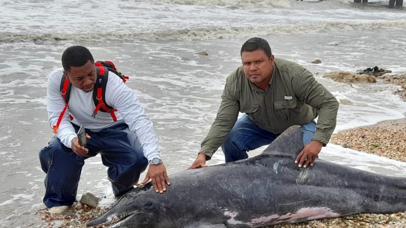 Encuentran delfín muerto en costas de Bilwi Bilwi. Sistema de Noticias del Caribe