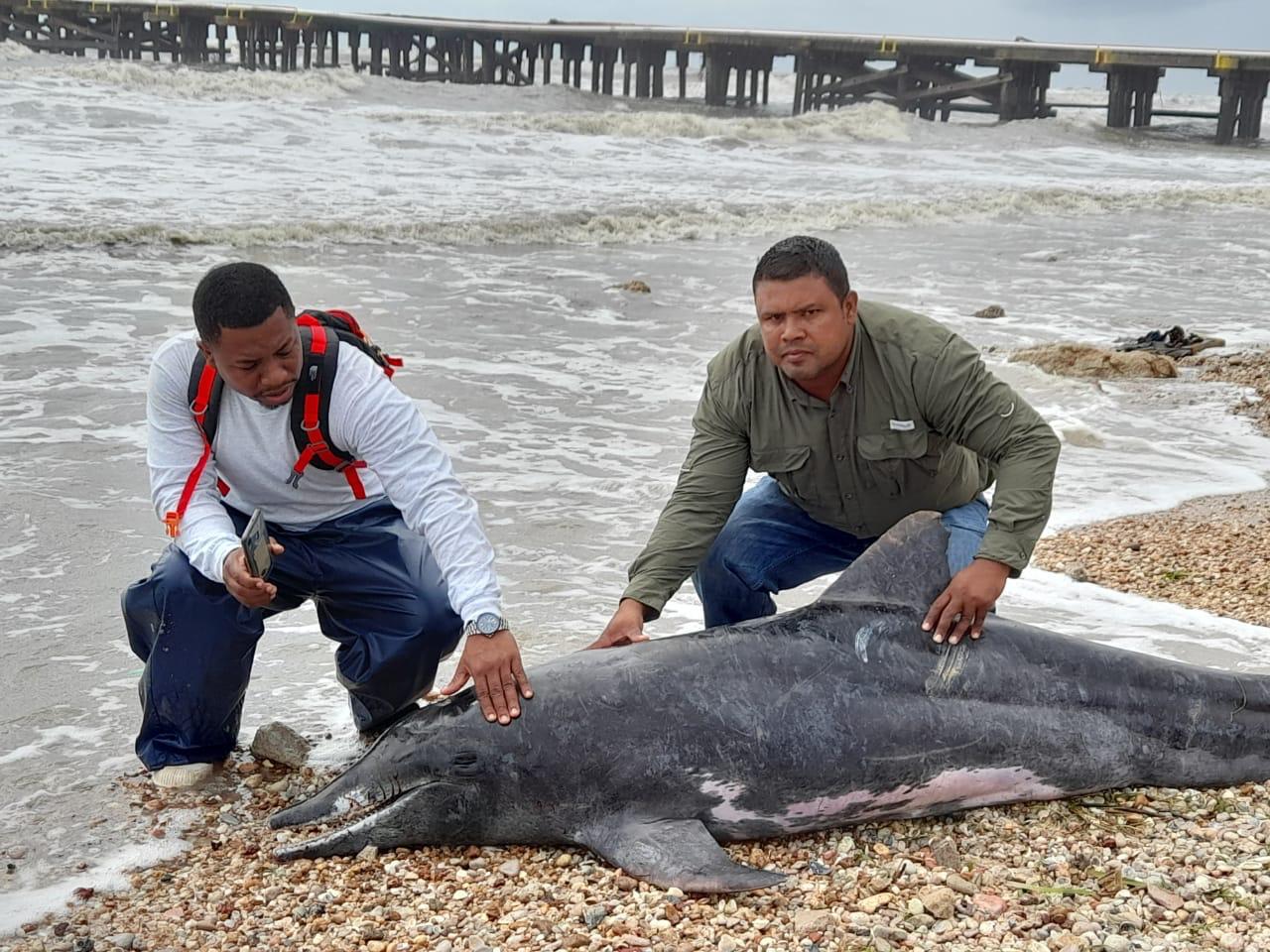 Encuentran delfín muerto en costas de Bilwi Bilwi. Sistema de Noticias del Caribe