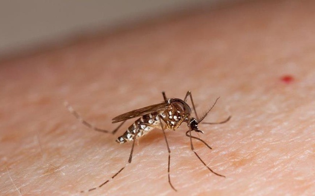 Minsa reporta reducción de casos de dengue Managua. Radio La Primerísima
