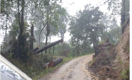 Eta también destrozó bosques y numerosos árboles en las ciudades Managua. Radio La Primerísima