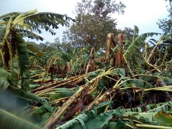 Fuertes vientos y lluvias afectan cultivos de plátano en Moyogalpa Managua. Por Douglas Midence/Radio La Primerísima