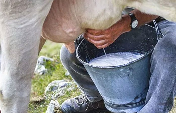 Ganaderos intentan justificar alza en precio de leche Managua. Radio La Primerísima