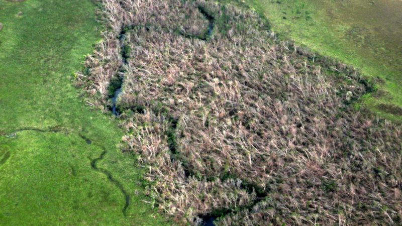 Iota y Eta devastaron los bosques del Caribe Norte Managua. Radio La Primerísima