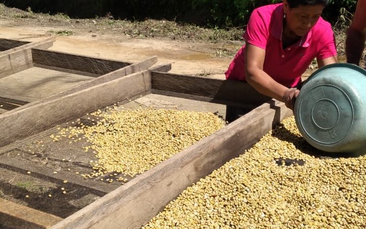 Avanza cosecha cafetalera en San Juan de Río Coco Managua. Por Douglas Midence/Radio La Primerísima