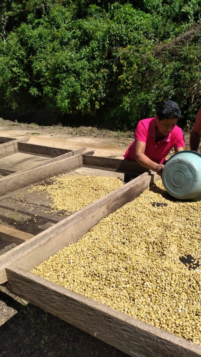 Avanza cosecha cafetalera en San Juan de Río Coco Managua. Por Douglas Midence/Radio La Primerísima
