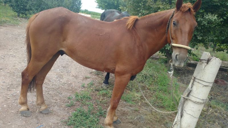 Capturan a hombre con 16 caballos que habían sido robados en León Managua. Radio La Primerísima 