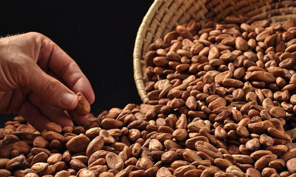 Países exportadores de cacao debaten definen rutas para 2021 Managua. Radio La Primerísima