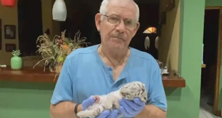 Muere tigre blanco de bengala que nació en Zoológico Nacional Managua. Radio La Primerísima