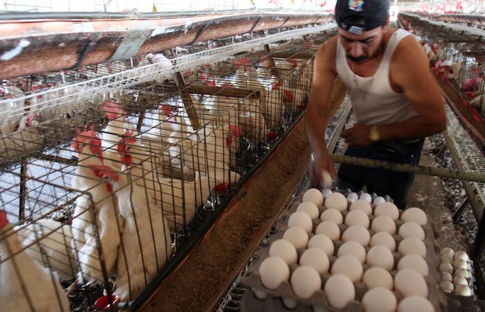 Prevén generar más de 10 mil empleos en sector avícola Managua. Radio La Primerísima