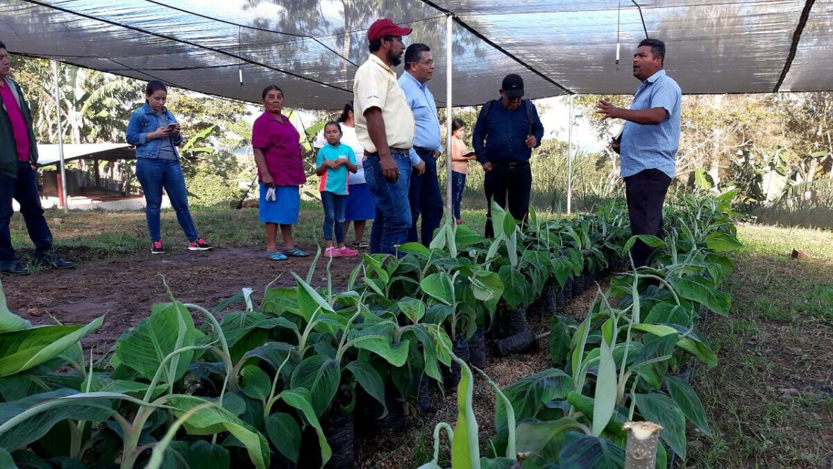 Productores mejorarán producción de plátanos genéticamente Managua. Radio La Primerísima/ Jaime Mejía 