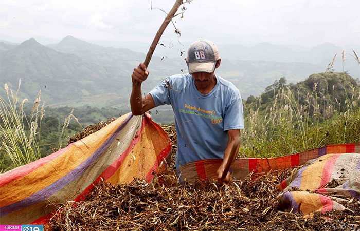 Prevén incremento en producción del frijol Managua. Por Jaime Mejía/Radio La Primerísima