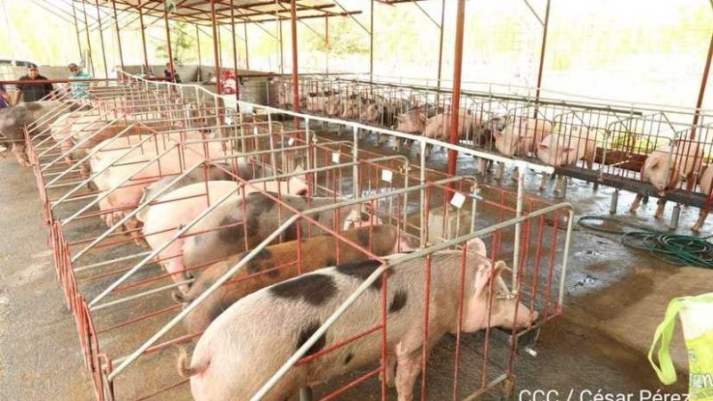 Lista nueva granja porcina en Juigalpa Managua. Por Jaime Mejía/Radio La Primerísima