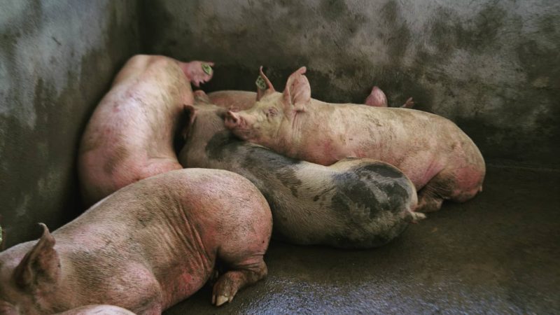 Más de 3,700 productores mejorarán razas de cerdos Managua. Por Libeth González/Radio La Primerísima