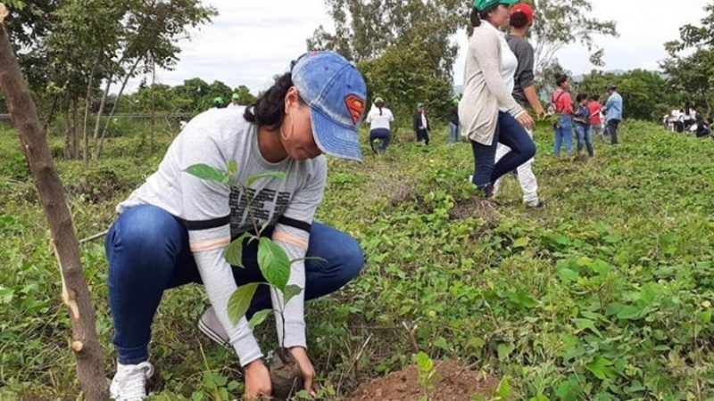 Sembrarán 5 mil árboles por la paz Managua. Radio La Primerísima  