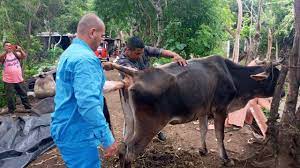 Suman más de 16 mil vientres bovinos inseminados Managua. Radio la Primerísima
