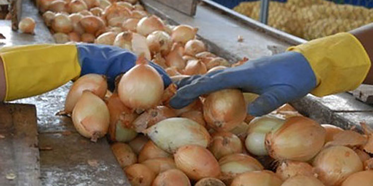 Cebolla amarilla baja precio en mercados Managua. Radio La Primerísima