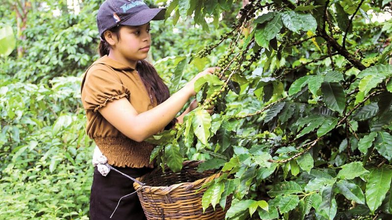 Avanza 62% cosecha cafetalera Managua. Por Douglas Midence/Radio La Primerísima