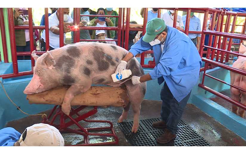 Dueños de granjas porcinas en Nandaime destacan resultados de inseminación Managua. Radio La Primerísima