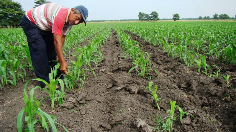 Universidad Agraria apoyará a productores en territorio indígena Managua. Por Jaime Mejía/Radio La Primerísima