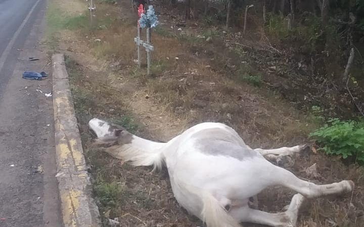 Motorizado causa la muerte de dos equinos en Estelí Managua. Radio La Primerísima