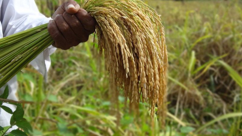 Aumenta producción de arroz Managua. Radio La Primerísima
