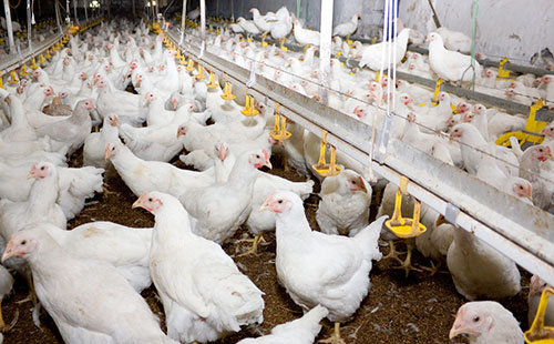 Notable aumento en producción de huevo y pollo Managua. Radio La Primerísima
