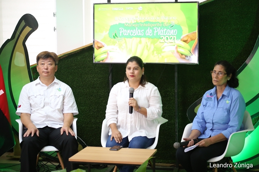 Convocan a concurso a productores de plátanos Managua. Radio La Primerísima