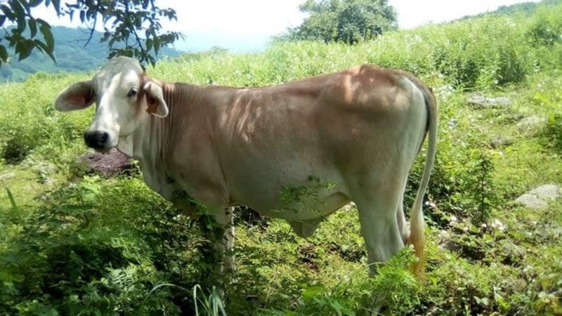 Abigeos destazan vaca en estado de gestación en Rivas Managua. Radio La Primerísima 