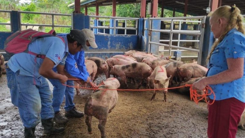 Gobierno entregará 30 mil bonos a criadores de aves y cerdos Managua. Radio La Primerísima 