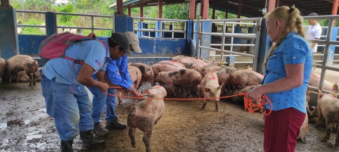 Gobierno entregará 30 mil bonos a criadores de aves y cerdos Managua. Radio La Primerísima 