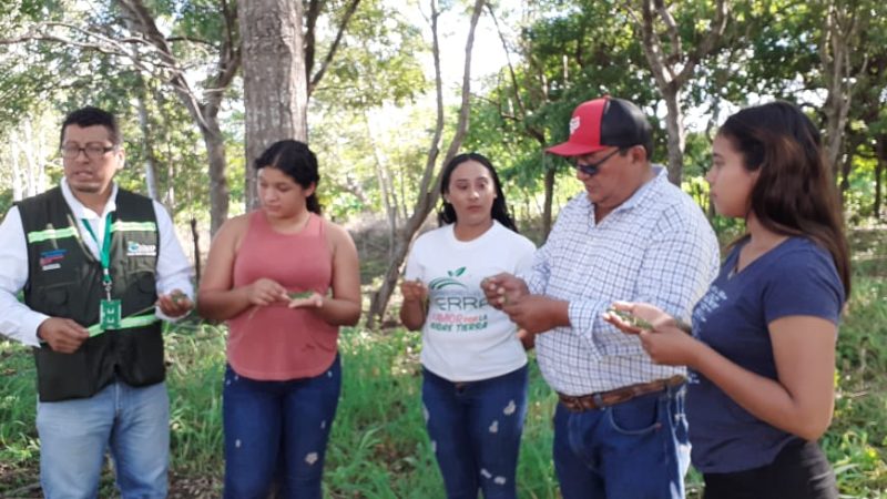 Liberan iguanas verdes en municipio La Conquista La Conquista. Manuel Aguilar/Radio La Primerísima