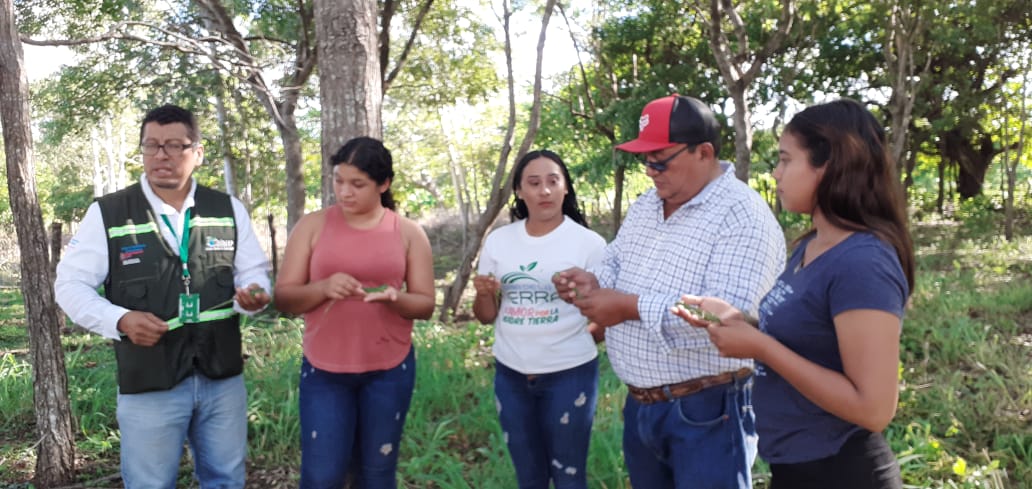 Liberan iguanas verdes en municipio La Conquista La Conquista. Manuel Aguilar/Radio La Primerísima