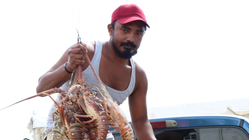 Inicia temporada de pesca de langosta en El Caribe Managua. Radio La Primerísima